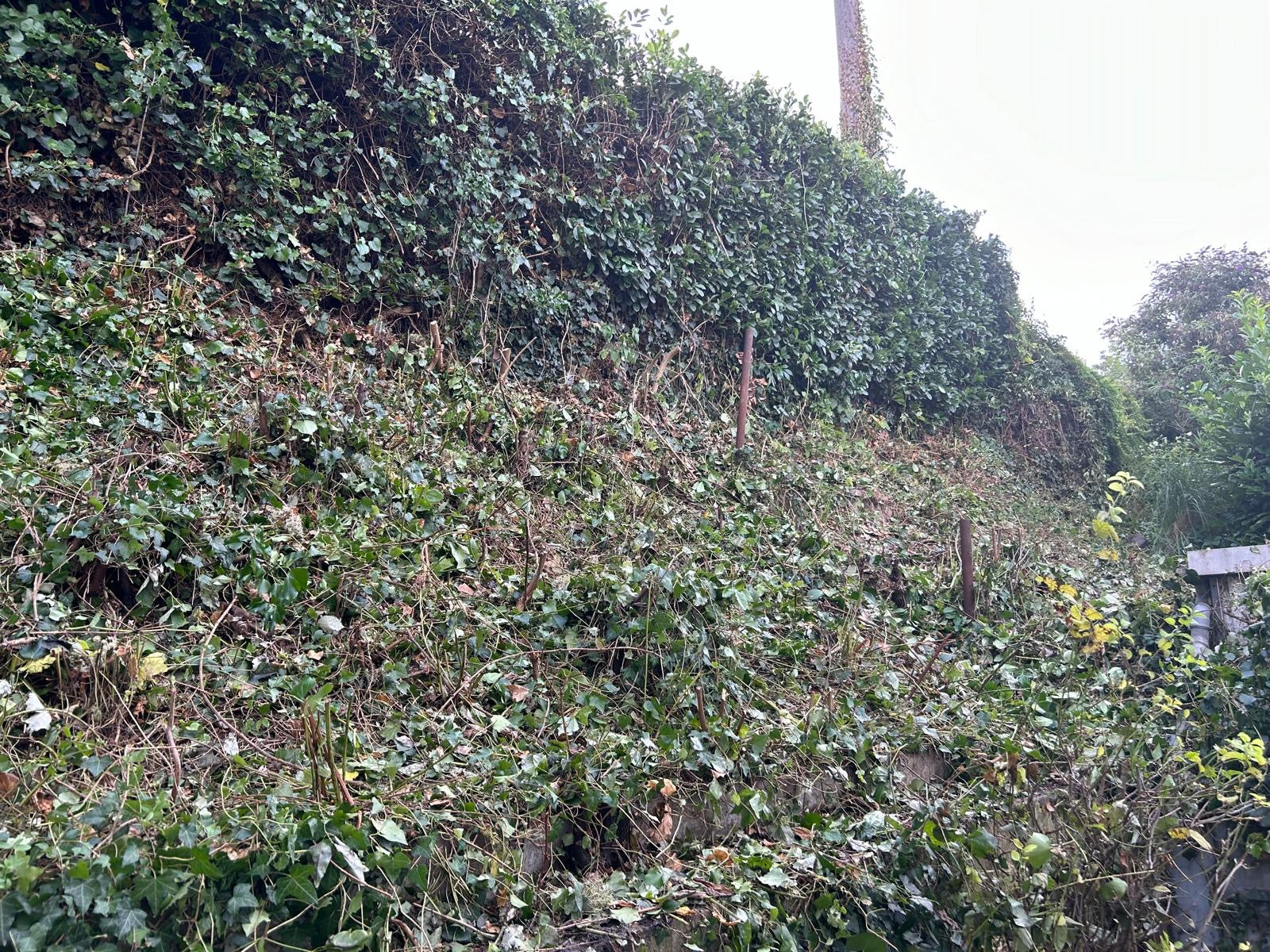 Gepflegter Garten in Wiesbaden