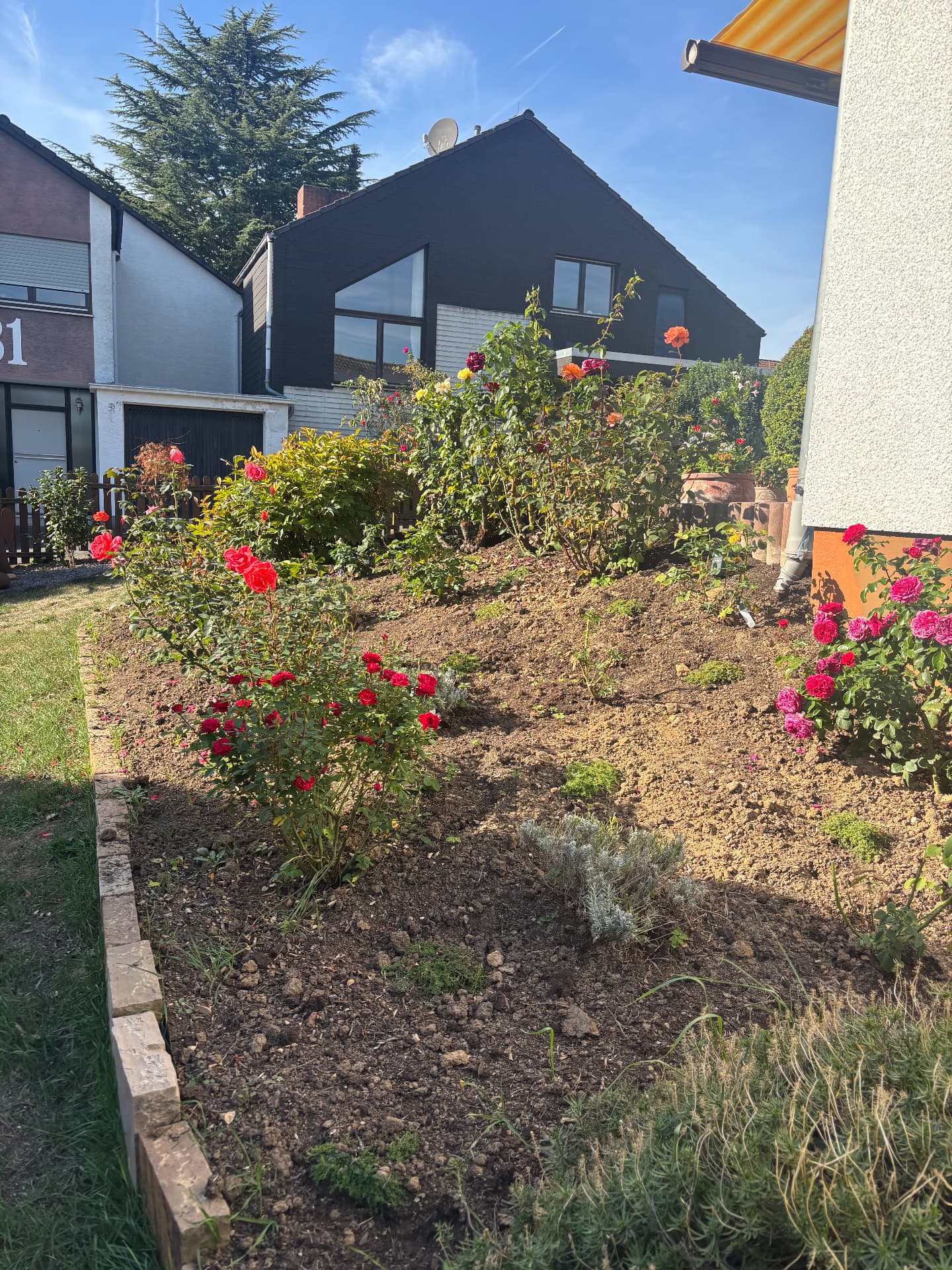 Frisch bearbeitetes Rosenbeet mit blühenden Rosen in einem Garten